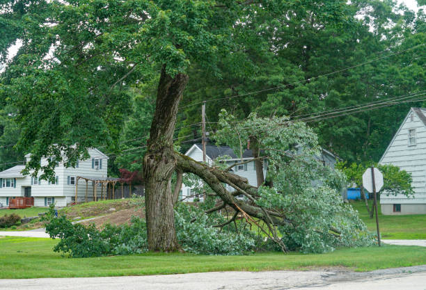 How Our Tree Care Process Works  in  Hooks, TX